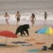 Deadly Black Bear Attack Shocks North Carolina’s Outer Banks: Multiple Fatalities Reported